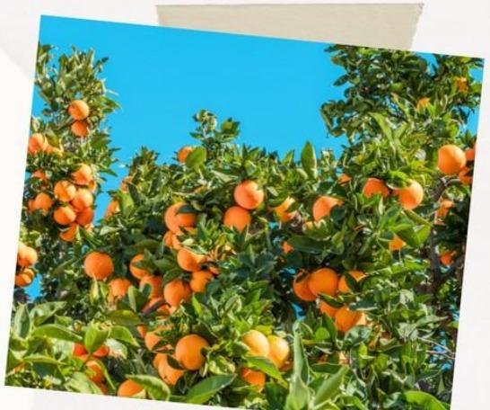 🍊 Agrumes (Citronnier / Oranger)