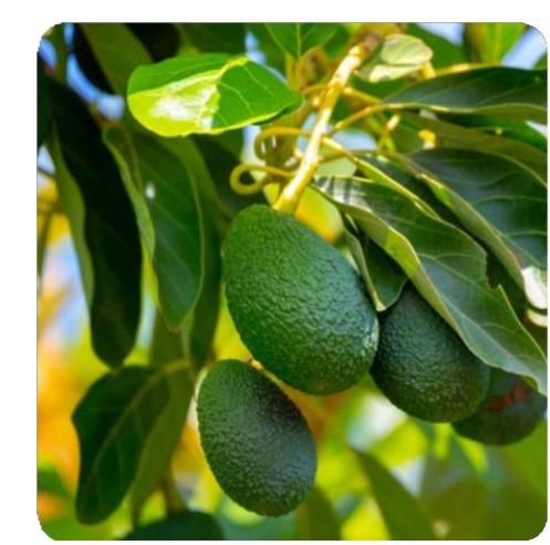 🥑 Avocat (Avocatier)