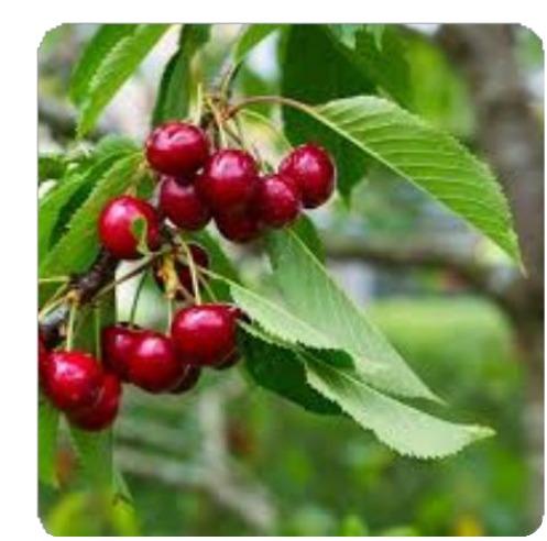🍒 Cerisier
