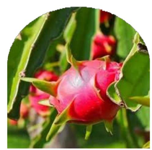 🌵 Pitaya (Fruit du Dragon)