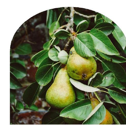 🍐 Poirier