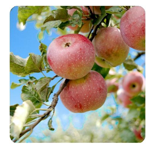 🍎 Pommier